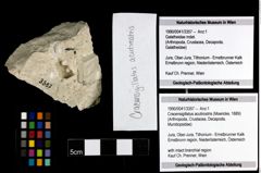 Foto (Objekt + Etiketten) von Cracensigillatus acutirostris (Moericke, 1889) 